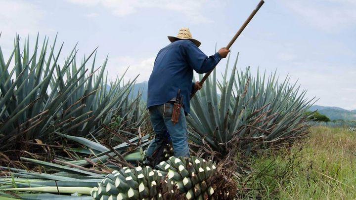 (Image: Consejo Regulador del Tequila (Mexico))