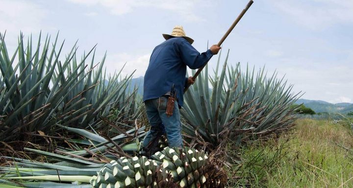 (Image: Consejo Regulador de Tequila)