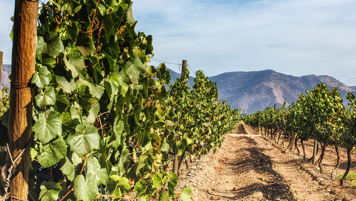 Chilean vineyards in Maipo Valley (Image: atosan / stock.adobe.com)